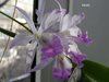 laelonia Dave's Dapper Dandee (Broughtonia negrilensis x Laelia crawshayana ) 